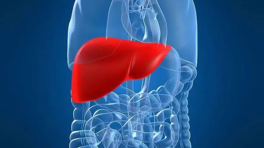 【全國(guó)愛(ài)肝日】關(guān)愛(ài)肝臟健康遠(yuǎn)離肝癌