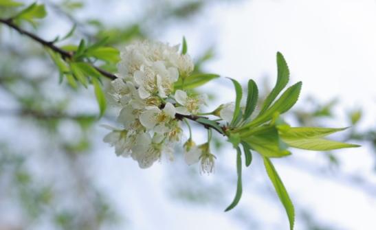 花草煥新生，醫(yī)心筑春景